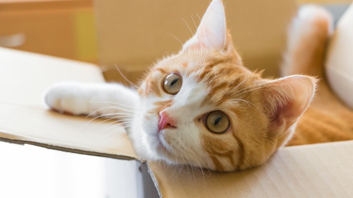 猫にとって引っ越しはストレス?猫との引っ越しで注意したいポイント
