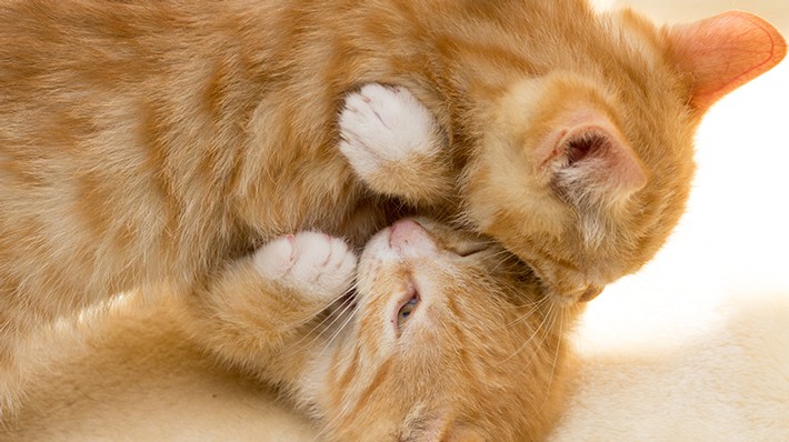 猫エイズについて知ろう!感染経路や予防接種、発症リスク