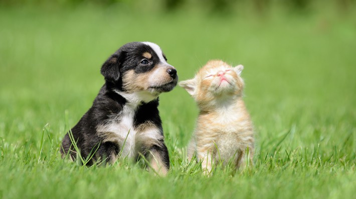 犬と猫は仲良くなれる?犬と猫を一緒に飼うときの注意点