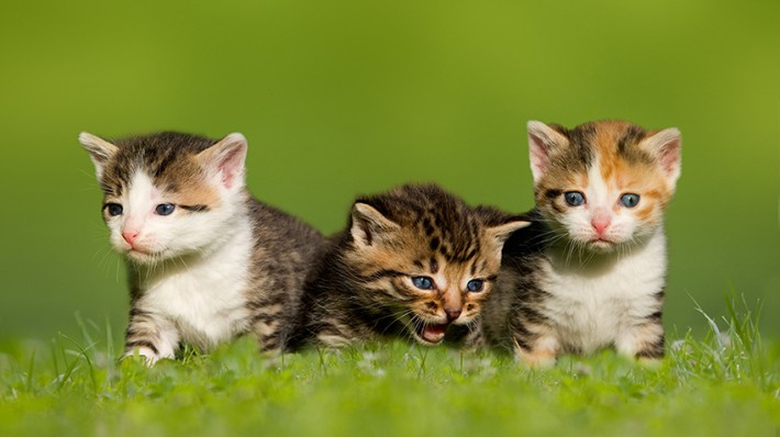 三毛猫には、オスがいない!?猫の毛色・毛柄の不思議