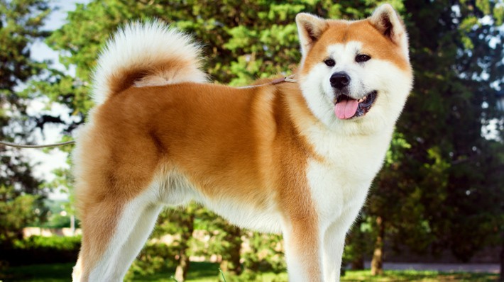 もっと知りたい!秋田犬 特徴と性格