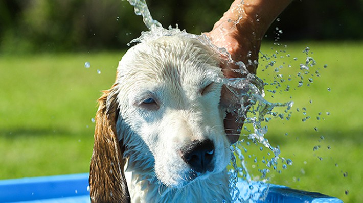 夏到来!愛犬を熱中症から守るためにできること