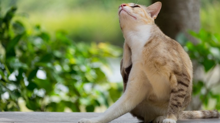 愛猫の外耳炎 原因と治療法・予防法を獣医師が解説!