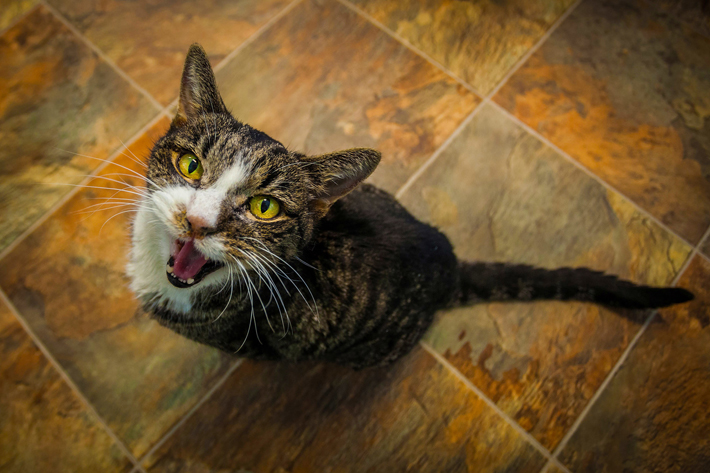 飼い主さんに何を伝えているのでしょうか?