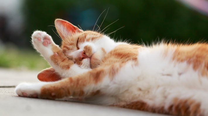 猫が顔を洗うと雨が降るって本当?猫が毛づくろいをする理由