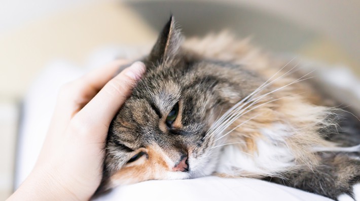 猫パルボウイルス感染症の感染経路・症状・治療法・予防法は?