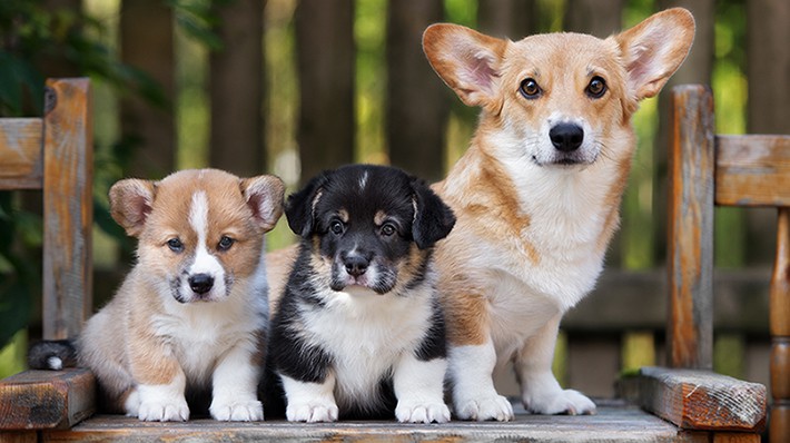 犬に多い子宮蓄膿症の感染原因や症状・治療法・予防法は?