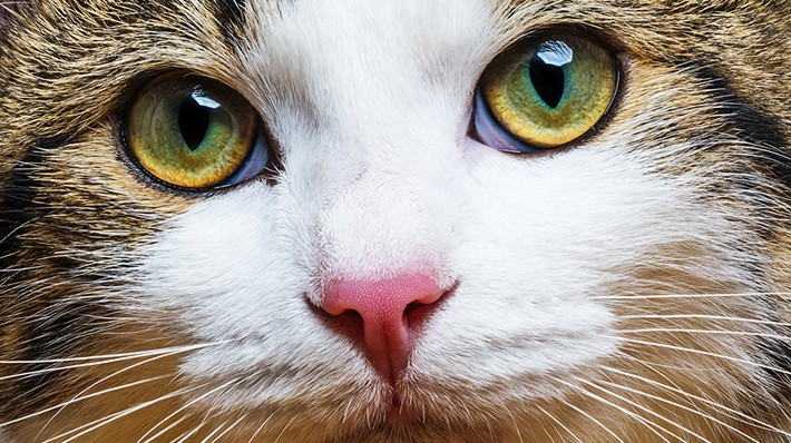 猫の目の不思議|成長で変化する瞳の色やオッドアイの理由とは