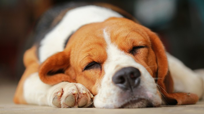 もし愛犬が痙攣発作を起こしたら?犬のてんかんについて知ろう