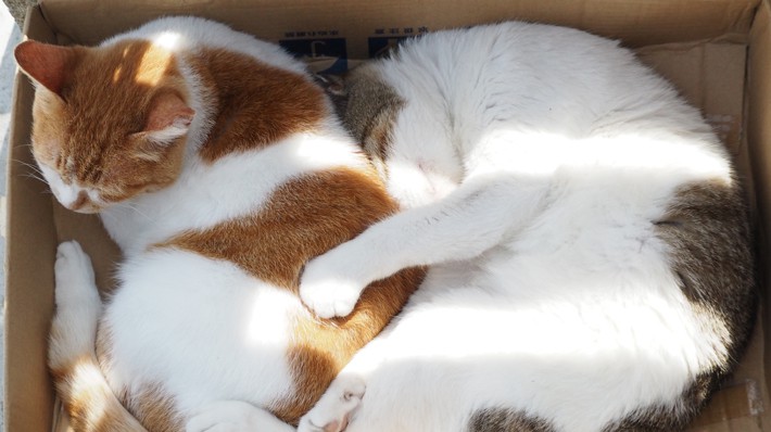 猫はダンボールが大好き?~その理由とは~