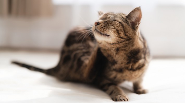 円形脱毛は「猫カビ」かも?!治療法を獣医さんに聞きました