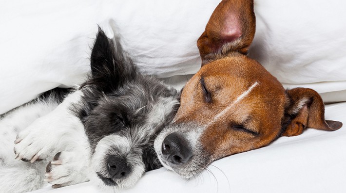 愛犬の健康は睡眠から!いびき・寝相からわかる犬の気持ちと病気の兆候