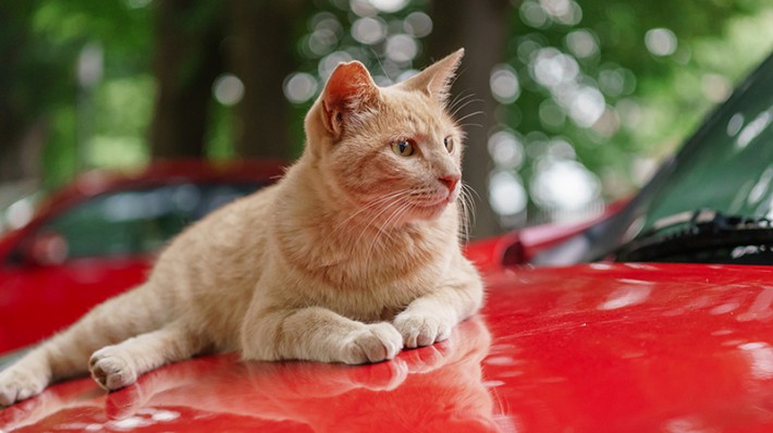ドライバーの心得。「猫バンバン」を知っていますか?