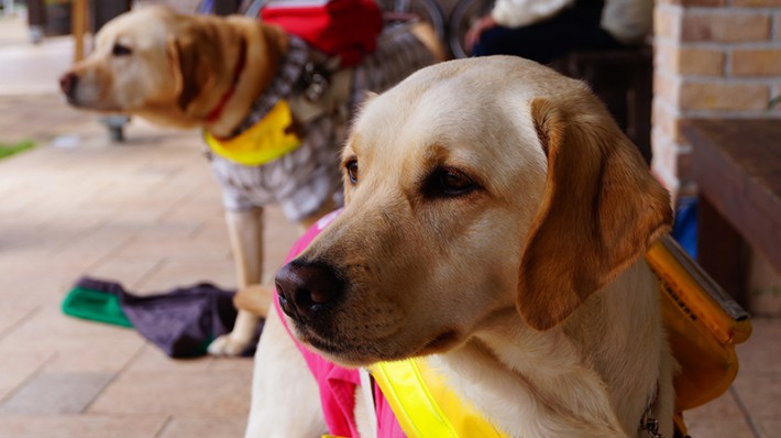 いろんなところで大活躍!補助犬の役割