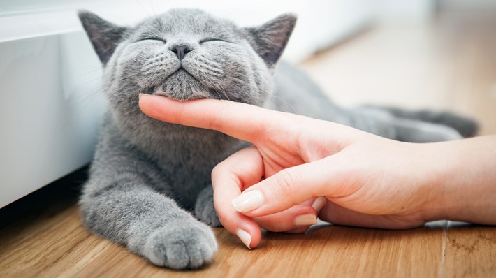 「猫ニキビ」ができる原因や治療法、予防法を獣医師が解説!