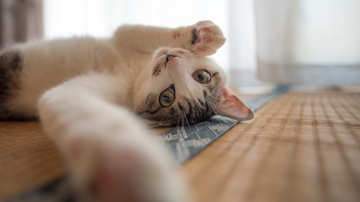 可愛いだけじゃない!「猫パンチ」にはこんな理由があった!