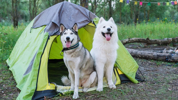 休日は愛犬とキャンプへ!安全に楽しむためのマナーと注意点