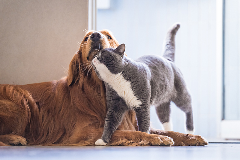 時には同居犬にすりすりすることも。