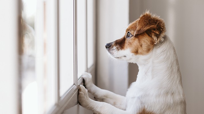 愛犬の「分離不安」とは? 症状や原因をチェック!