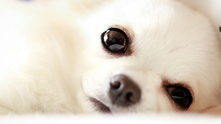 愛犬の目が白くなった?犬の白内障について獣医師が解説