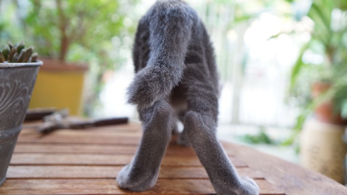 「かぎしっぽ」は幸運のしるし?猫がかぎしっぽになる理由