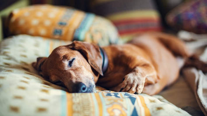 犬のクッシング症候群とは?愛犬が元気がないのは病気かも