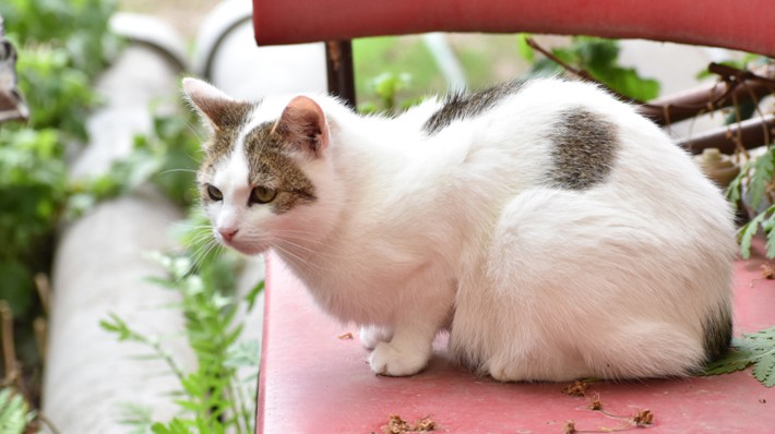 日本猫(和猫)の特徴とは?種類で違う性格や特徴をご紹介!