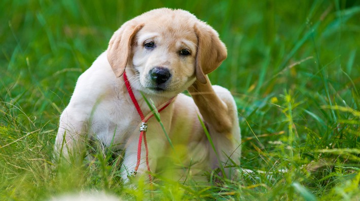 犬の「フケ」は皮膚トラブルのサイン!早めの受診が大切