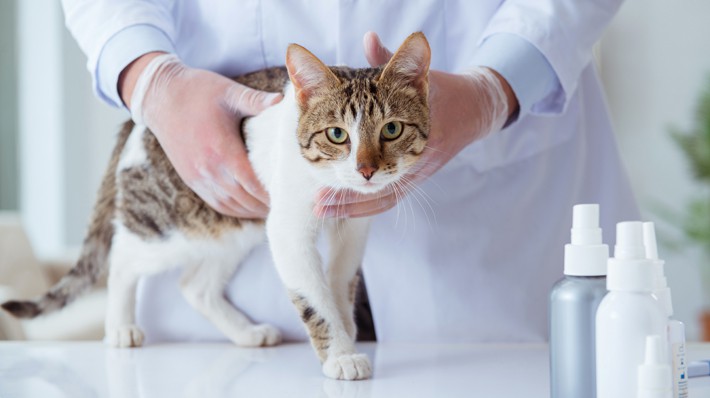 猫の「甲状腺機能亢進症」はどんな病気?獣医師に聞きました