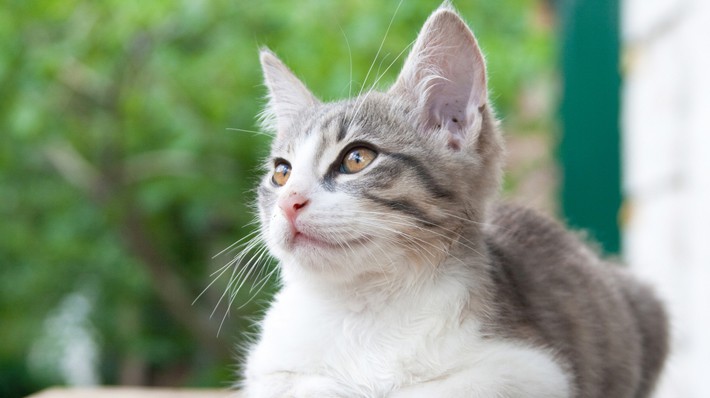 猫の座り方にも意味がある!座り方から読み取る猫の気持ち