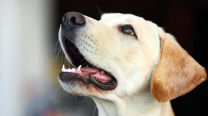 犬のしゃっくりはなぜ起こる?飼い主さんにできる対処法