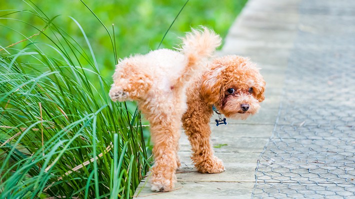 犬の慢性腎臓病は早期発見が大切!獣医師に聞く症状や治療法