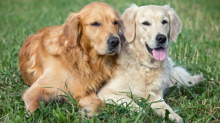 犬の多頭飼育その前に|先住犬のケア・犬同士の相性に注意!