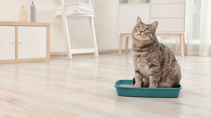 獣医さんに聞く!猫の「尿路結石」種類や原因、治療法など