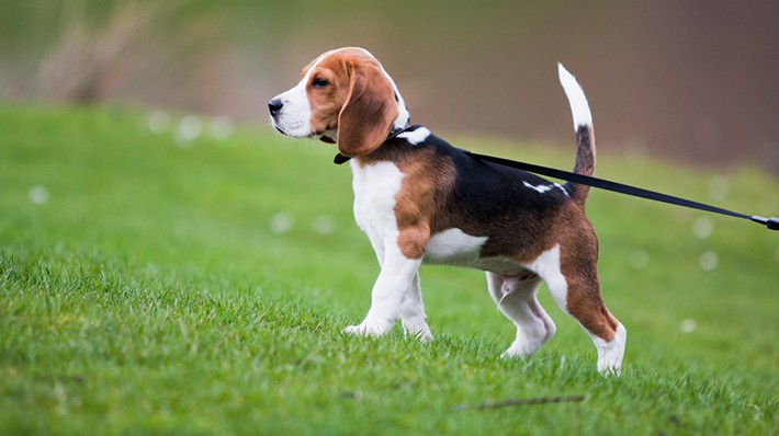 小型犬に多い「気管虚脱」とは?獣医師に聞きました