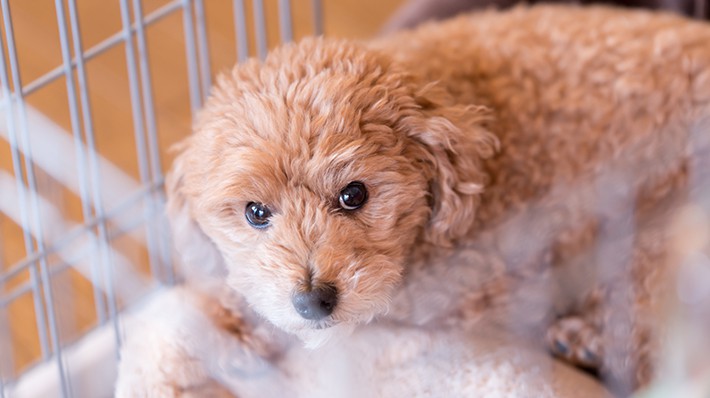室内犬にケージは必要?安心・安全な生活環境を整えよう!