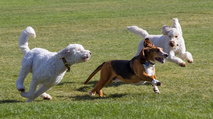 愛犬と一緒にドッグランへ!気をつけたいマナーとルール