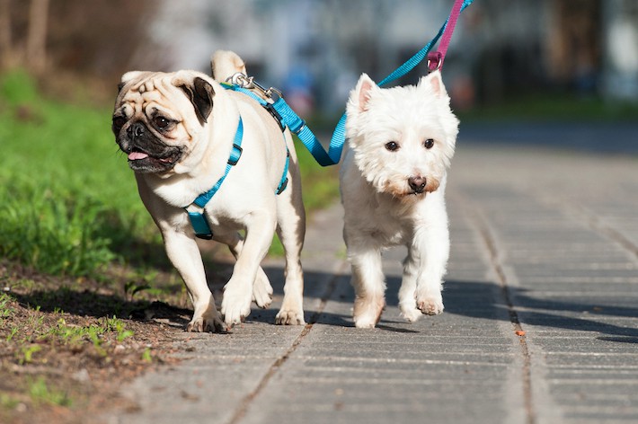 【獣医師監修】小型犬に散歩は必要?適切な回数や距離、注意点を解説