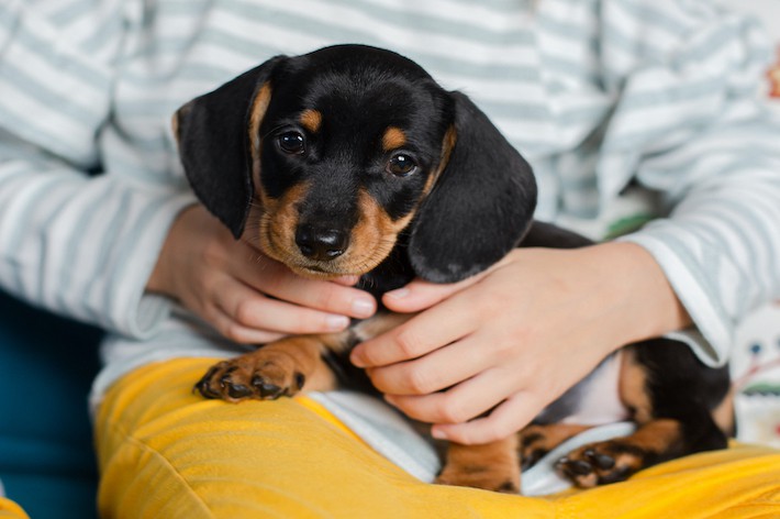 【獣医師監修】初めて犬の飼い主になる!ペットを飼う心構え