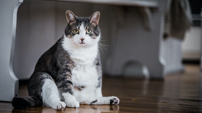 【獣医師監修】猫のずりずり「おしり歩き」は病気のアラート?