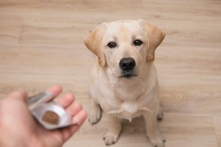 【獣医師監修】犬に薬を飲ませたい!上手に飲ませるコツ