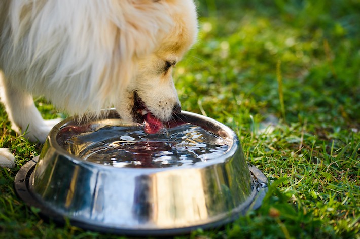 【獣医師監修】犬の多飲・多尿は病気のサイン?考えられる病気とは