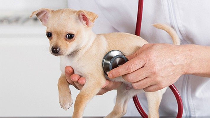 【獣医師監修】犬の健康診断|何歳から受ける?検査内容・費用を解説!