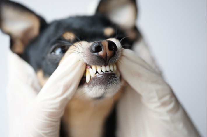【獣医師監修】犬の歯周病対策|歯石・歯垢の取り方と予防方法を紹介