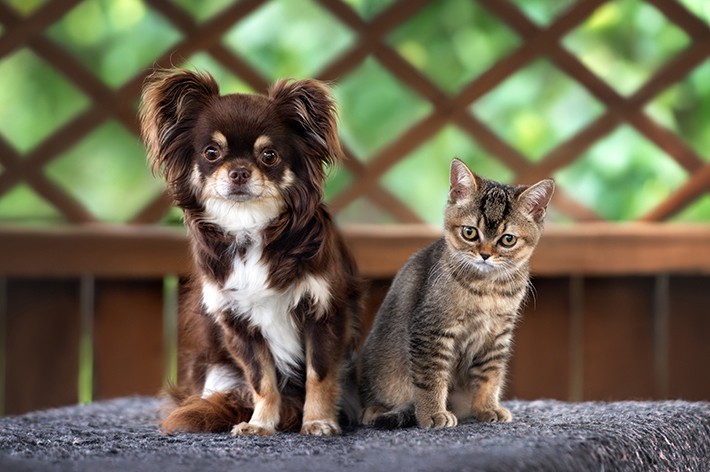 ペット保険は何歳までに加入が必要?|犬・猫 請求件数の多い病気ランキング
