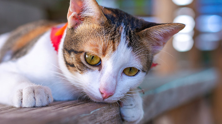 【獣医師監修】猫のリンパ腫|発症しやすい猫 症状や原因・予防法とは