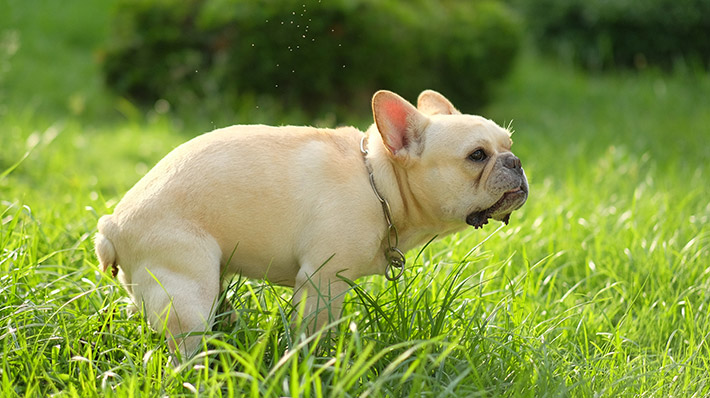 【獣医師監修】犬の便秘の原因とは? 気にすべき症状や予防方法をご紹介