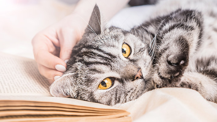猫の飼い方|自宅でできるケア&動物病院でやるべき健康管理【総集編】