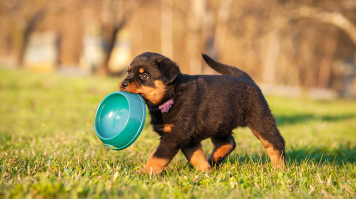 愛犬にとって危険かも?押さえておきたい、与えてはダメな食べ物・よい食べ物